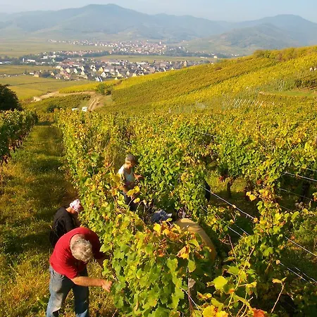 Alsace Meyer-krumb